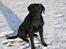 Labrador retriever Nemo