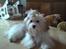 Coton de tulear Trille  - Cirkus Coton´s Trille