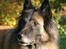 Tervueren Chacami Dess * Himmelhund - 02.10.08 ... Mor leger med det nye kamera