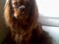 Cavalier king charles spaniel Nemo (død, 2011)