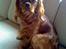 Cavalier king charles spaniel Nemo (død, 2011)