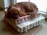 Cavalier king charles spaniel Nemo (død, 2011)