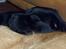 Labrador retriever Tilde *SOLGT*