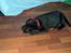 Labrador retriever Tilde *SOLGT*