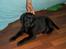 Labrador retriever Tilde *SOLGT*
