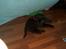 Labrador retriever Tilde *SOLGT*