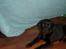 Labrador retriever Tilde *SOLGT*