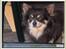 Chihuahua Lynet (Maxie 9år d.8 MAJ 2012 blev han - jeg rykker mig ik een tomme, før du slukker for den varme.......moar..... risikere bare der går ild i snuden 6 juli 2006