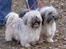 Lhasa apso merle