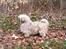 Lhasa apso merle