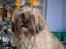 Lhasa apso merle