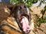 Schæferhund Sisse R.I.P <3 - Gab