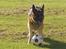 Schæferhund Sisse R.I.P <3 - Vil du ha´ den, kom, og ta´ den