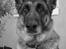 Schæferhund Sisse R.I.P <3 - Så smuk!