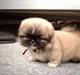 Pekingeser BOBBY