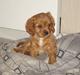 Cavalier king charles spaniel Charlie