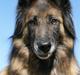 Tervueren Chacami Dess * Himmelhund