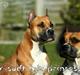 Amerikansk staffordshire terrier Freja + Aflivet +