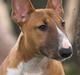 Bullterrier miniature Barca