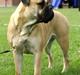 Bullmastiff Bertha