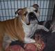 Engelsk bulldog viggo R.I.P.