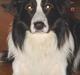 Border collie Jack