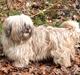 Lhasa apso merle