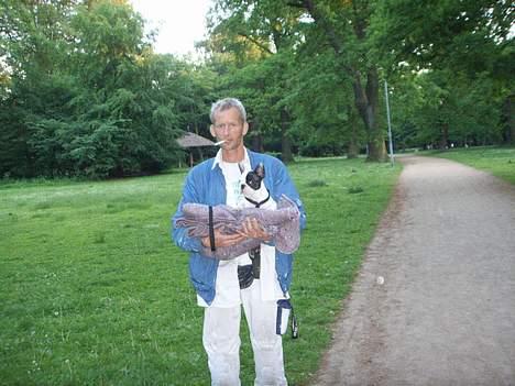 Fransk bulldog Joker - Her står glennc med joker.Han vil helst bæres endu og sidde front styre.g billede 6