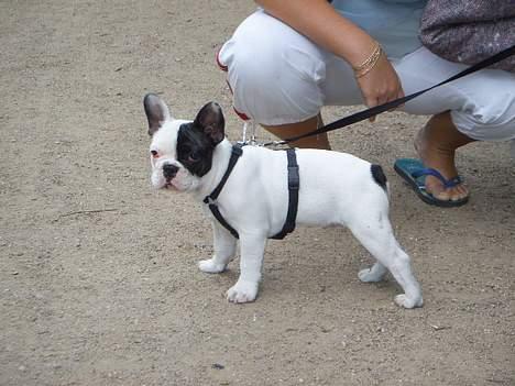 Fransk bulldog Joker - joker isnor.Prøver få ham til stå til konkurrance.men gider han da ik.stj billede 7