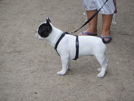 Fransk bulldog Joker - Her står joker.Han bliver oprigtigt en flot bulldog tør jeg godt sige.smil billede 8