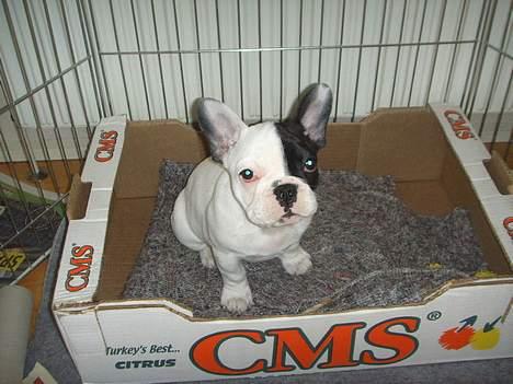 Fransk bulldog Joker - Skal jeg bare sidde her.Jamen så bryder jeg bare ud.Har gjort pr.gange billede 9