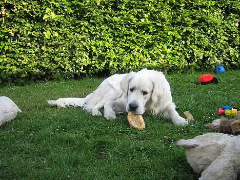 Golden retriever McCartney - Mc med sit rundstykke billede 7