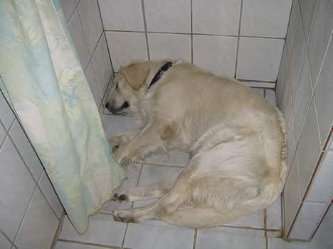 Golden retriever McCartney - Min McCartney i bruseren. billede 8