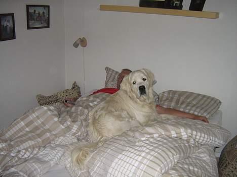 Golden retriever McCartney - mccartney og min far billede 9