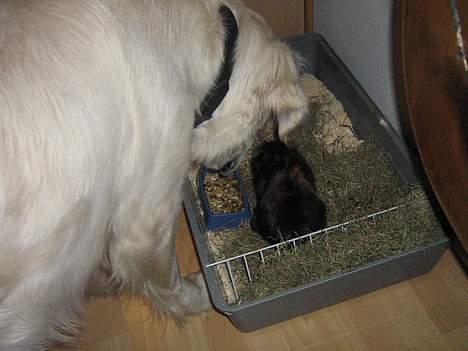 Golden retriever McCartney - Mccartney holder øje med mit Marsvin billede 10