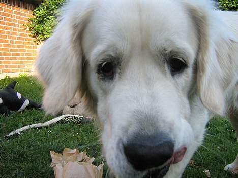 Golden retriever McCartney - Cartney´ tager lige en kigger på Kamera´et billede 11