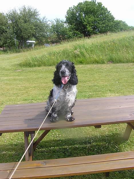 Cocker spaniel Balder - <333 billede 16