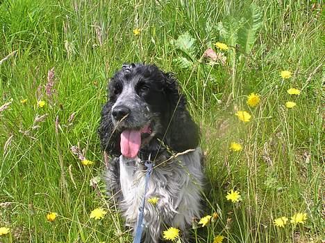 Cocker spaniel Balder - Balder og mælkebøtter:P<33 billede 17