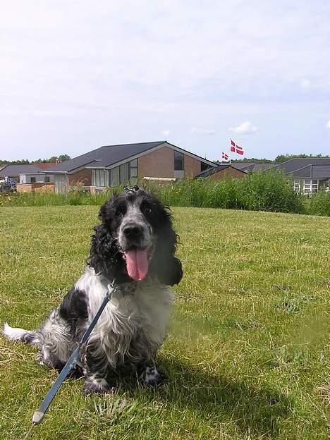 Cocker spaniel Balder - <33333 billede 20