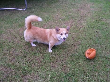 Welsh corgi pembroke SABO #R.I.P ;( - Hov Bolden kunne ikke klare presset..  billede 2