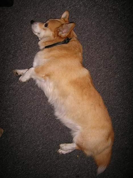 Welsh corgi pembroke SABO #R.I.P ;( - Charme trold :P billede 3