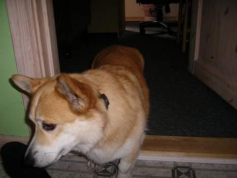 Welsh corgi pembroke SABO #R.I.P ;( - Lige vågnet :P? billede 4