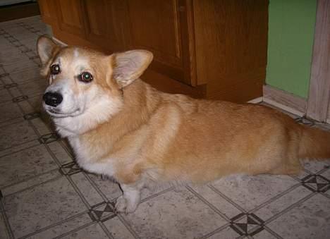 Welsh corgi pembroke SABO #R.I.P ;( - Strækker duh dig lige ud? billede 5