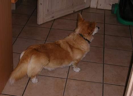 Welsh corgi pembroke SABO #R.I.P ;( - Irritere Fluerne dig Sabo? billede 6