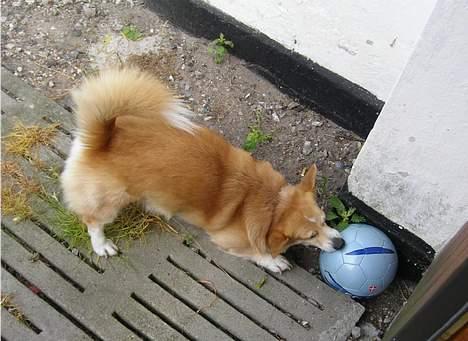 Welsh corgi pembroke SABO #R.I.P ;( - Endue en bold hva :P Lad nu være med at Ødelægge den billede 7