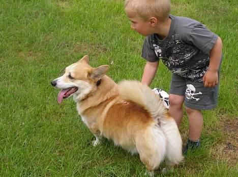 Welsh corgi pembroke SABO #R.I.P ;( - Her er så min lille bror, Bastian Som sniger sig ind og nakker bolden fra Sabo. Han kastede den dog også hurtigt væk :P billede 8