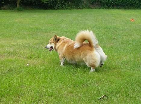 Welsh corgi pembroke SABO #R.I.P ;( - Tis Tis. billede 9