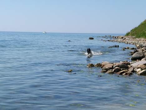 Ruhåret hønsehund Sako - På stranden!! =D billede 16