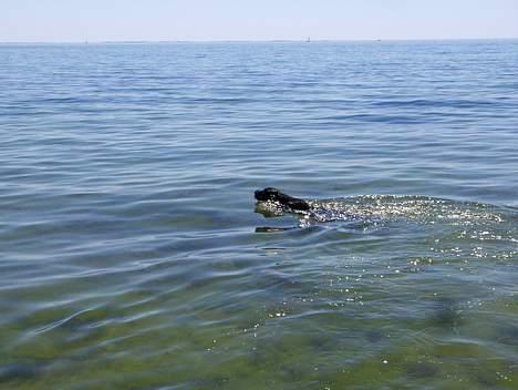 Ruhåret hønsehund Sako billede 17