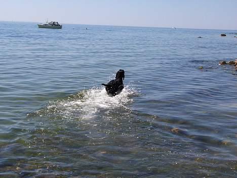 Ruhåret hønsehund Sako billede 18